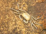 00395-1611 Blind crab in Stonehorse Cave - photo by Garry K Smith